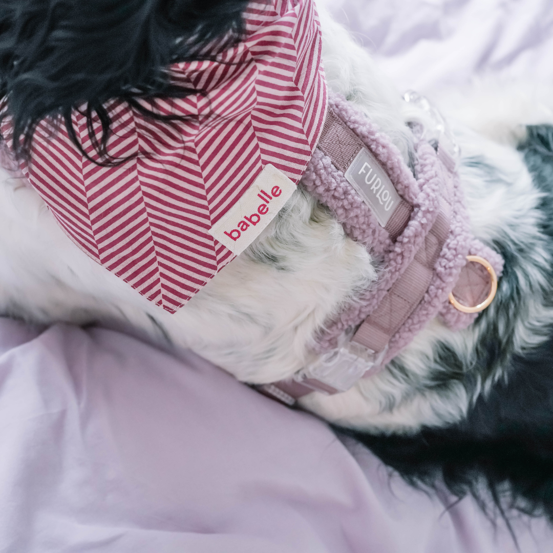 Pet wear