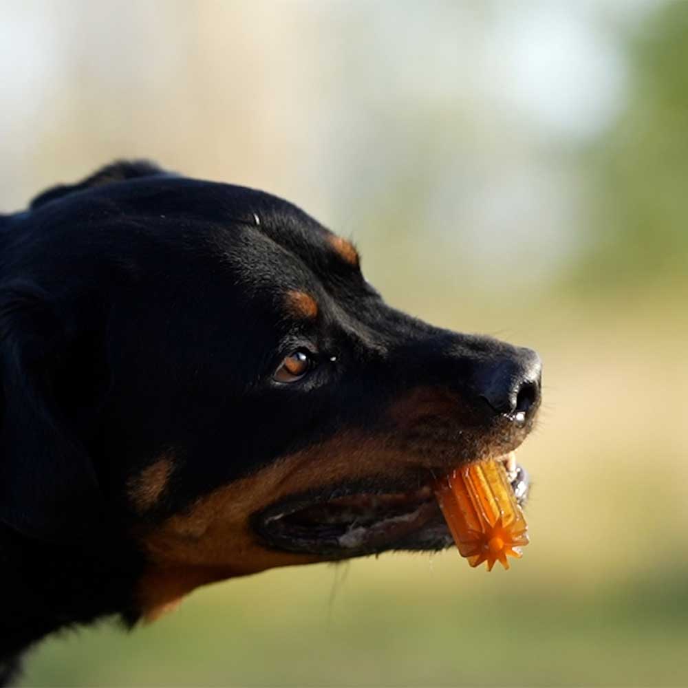 Natural Rubber Teether Dog Toy