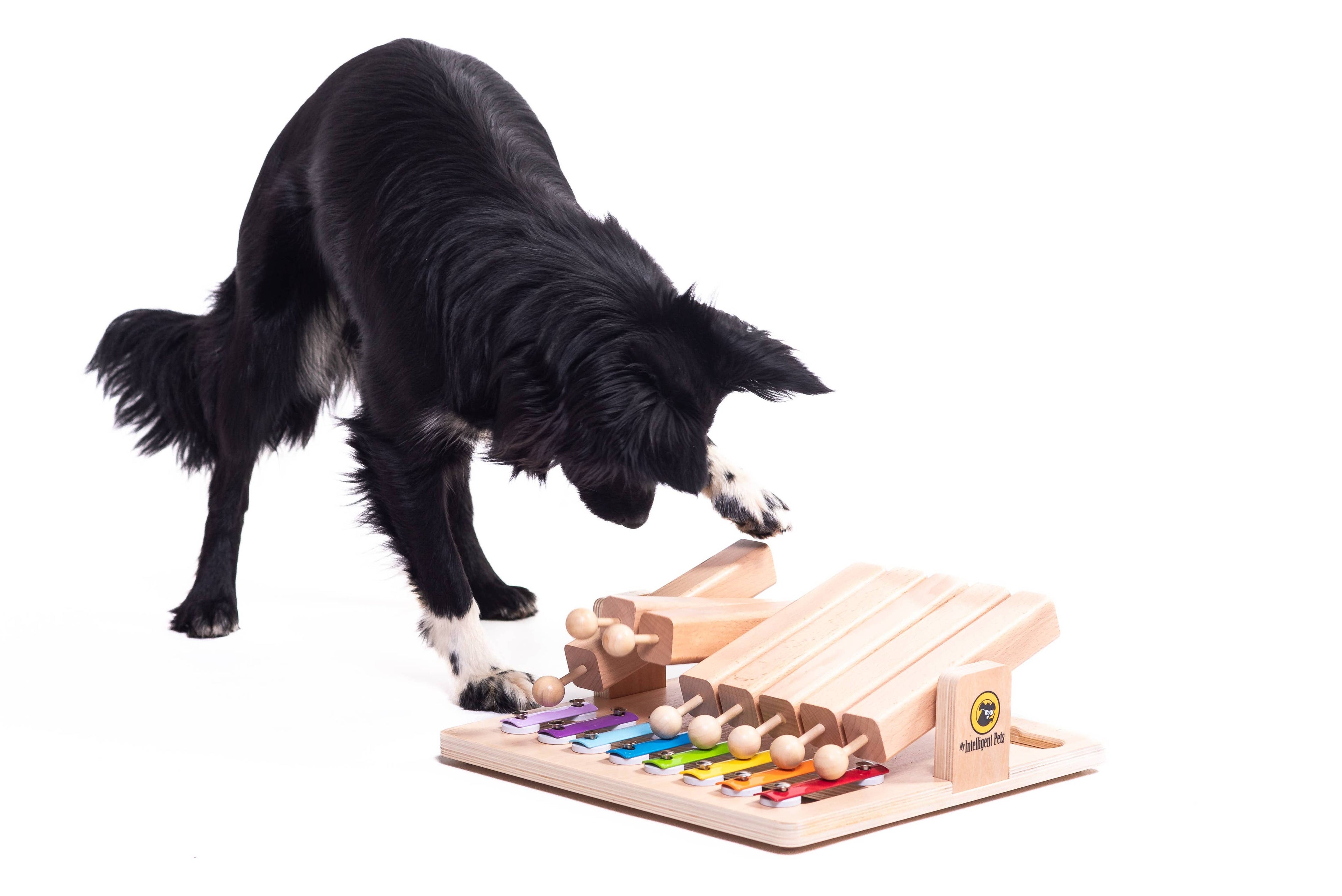 Piano - Interactive Toy Product of the Year - enrichment toy