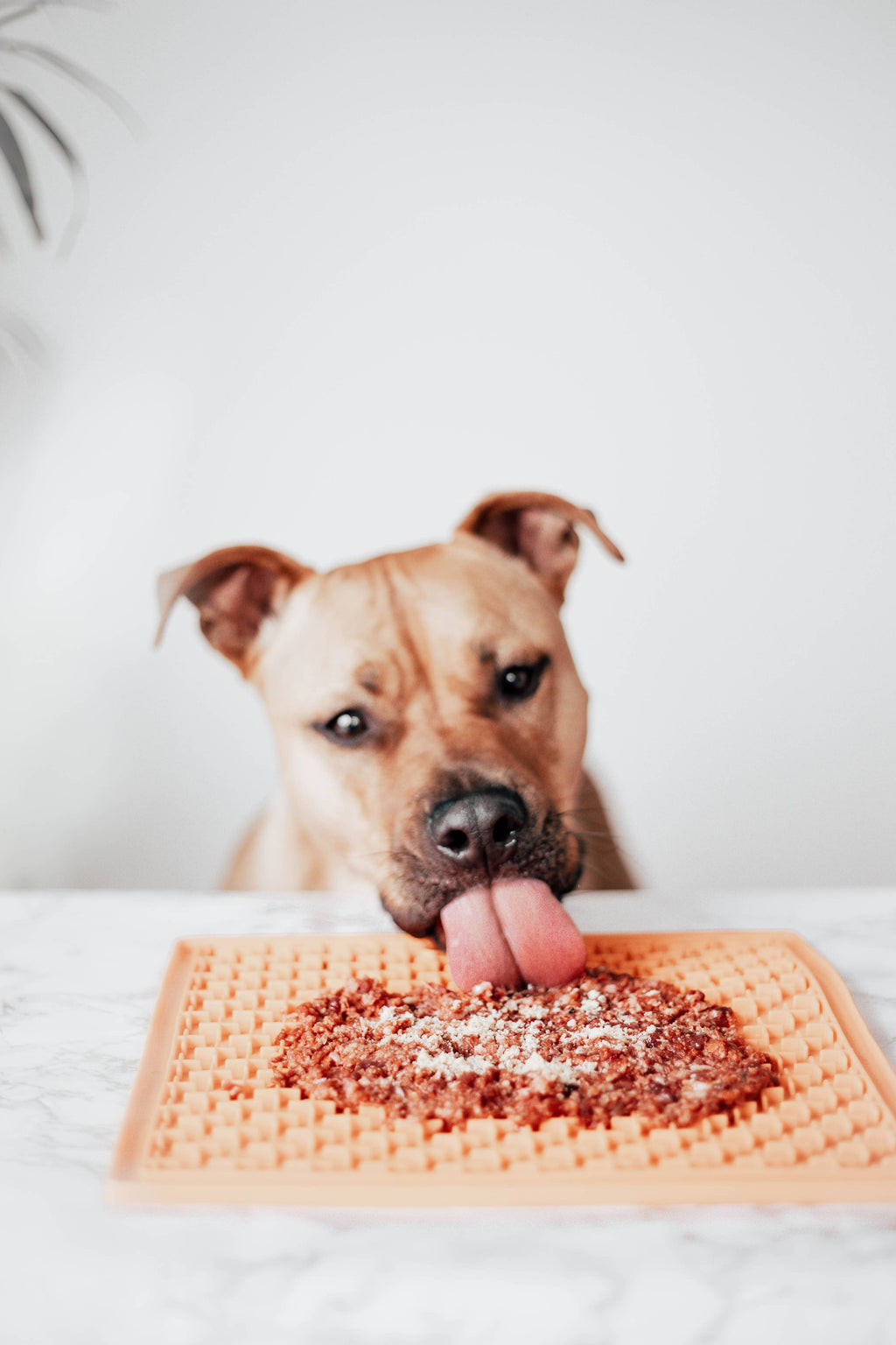 Topper for dogs and cats - Beef Tripe
