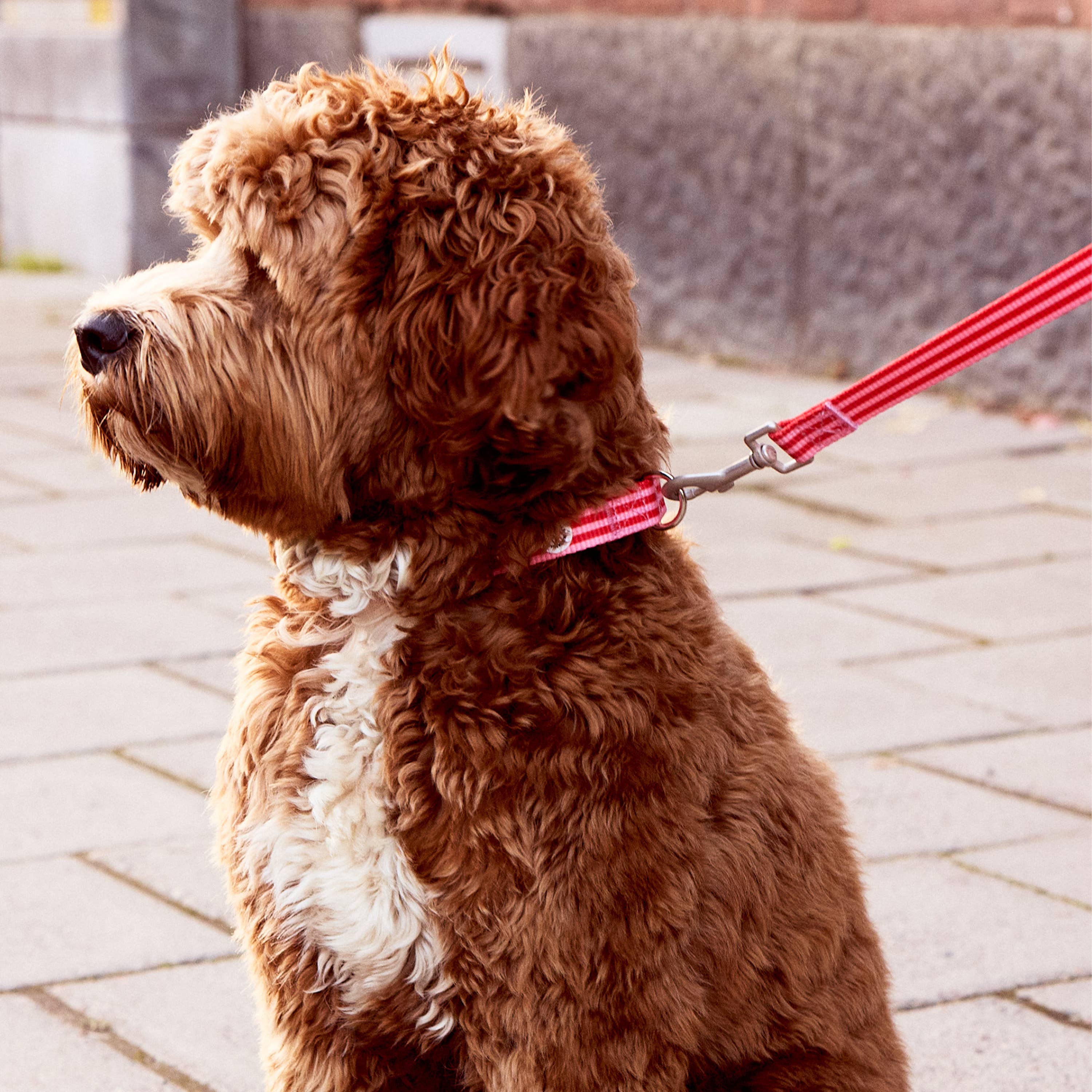 Dog Collar Striped Pink & Red