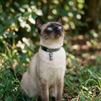 WILLY cat collar with name capsule