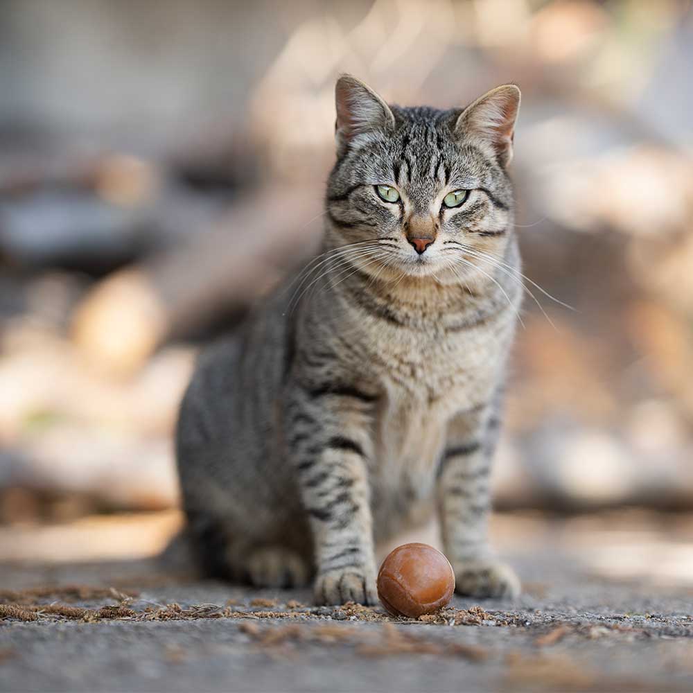 Ball x2 Cat Toy