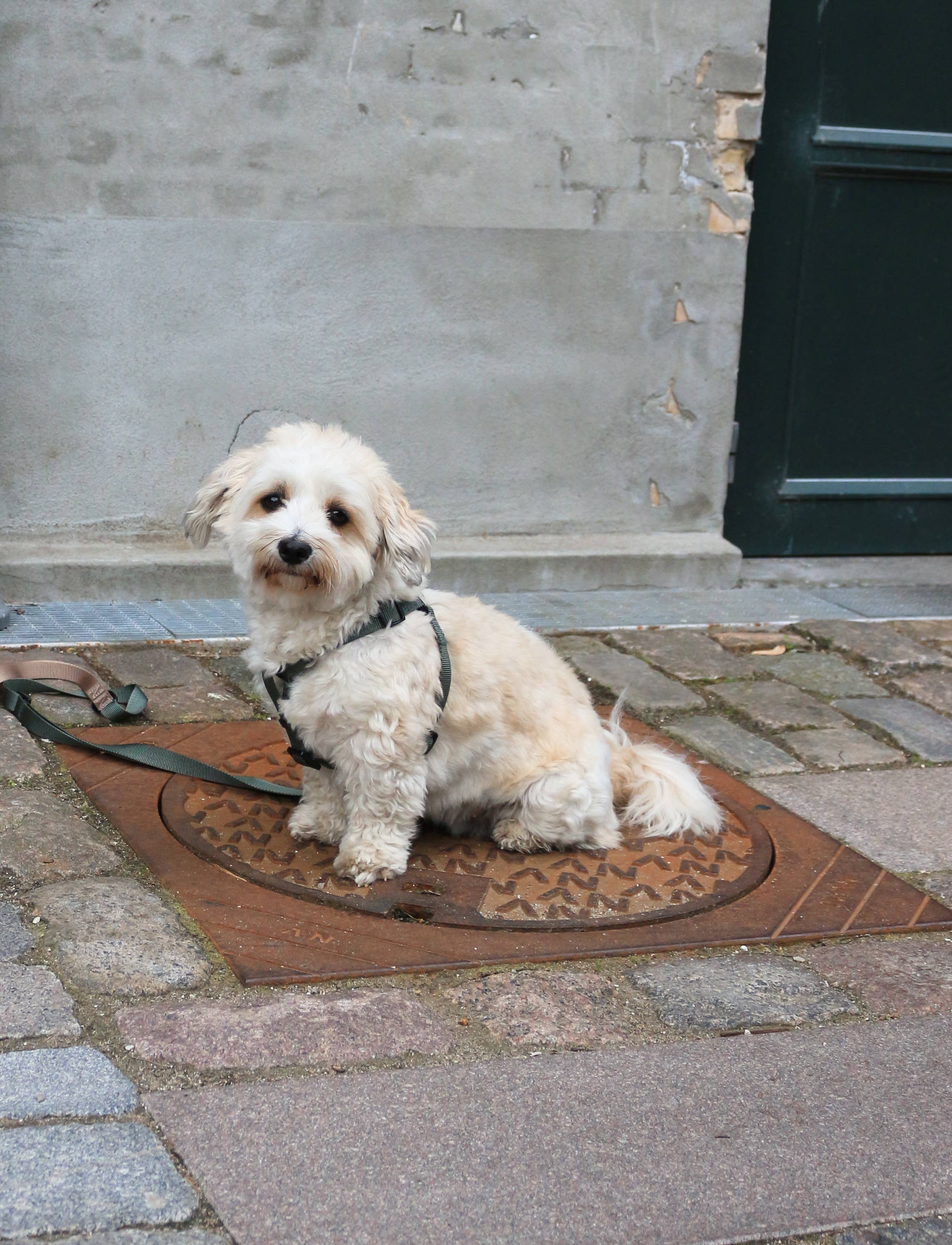 Luna step-in Harness Green Sand