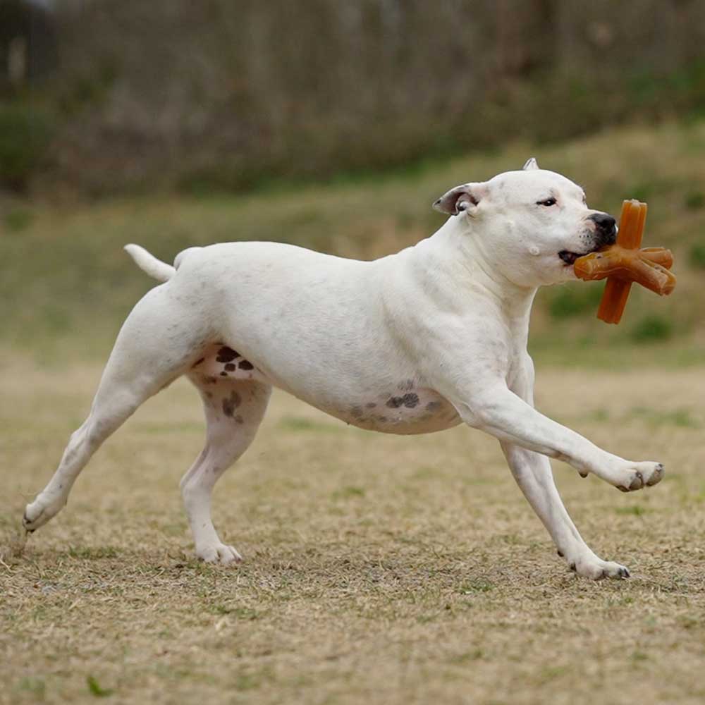 Natural Rubber Star Dog Toy