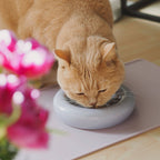DROP cat bowl