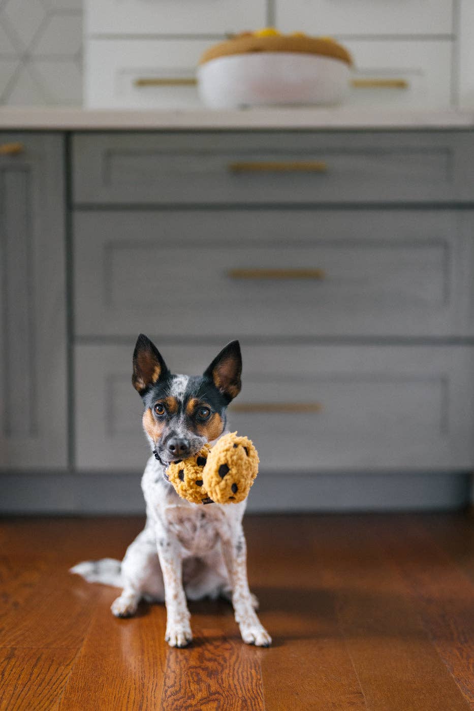 P.L.A.Y Pup Cup Cafe Cookies n’ Treats