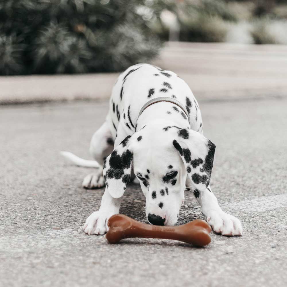 Natural Rubber Bone Dog Toy