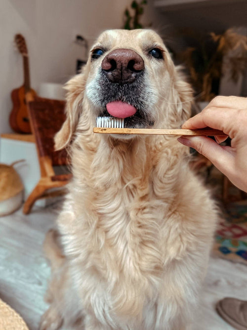 Bamboo toothbrush