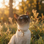 WILLY cat collar with name capsule