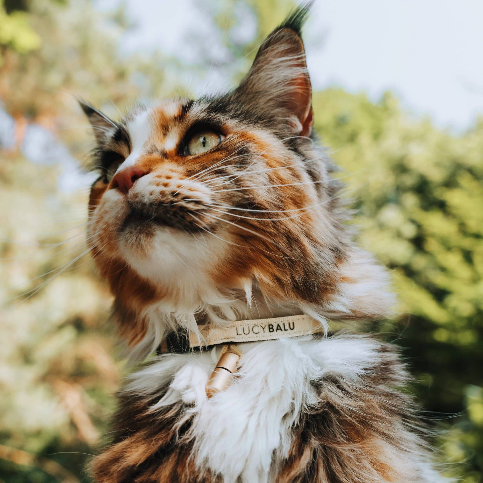 WILLY cat collar with name capsule