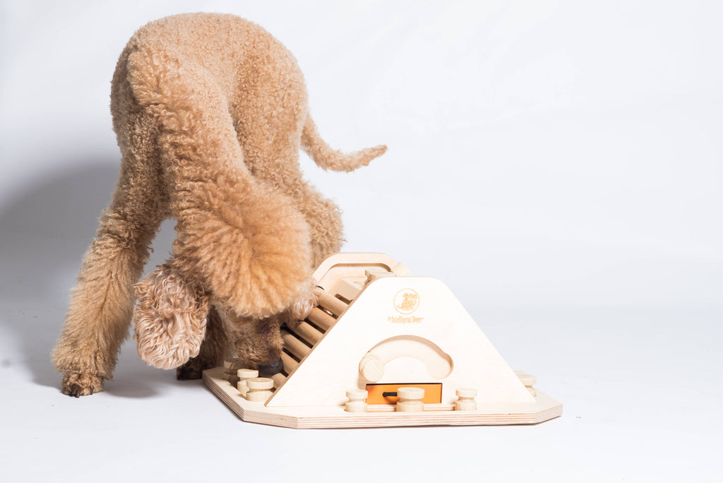 Pyramid - challenging and stimulating dog game