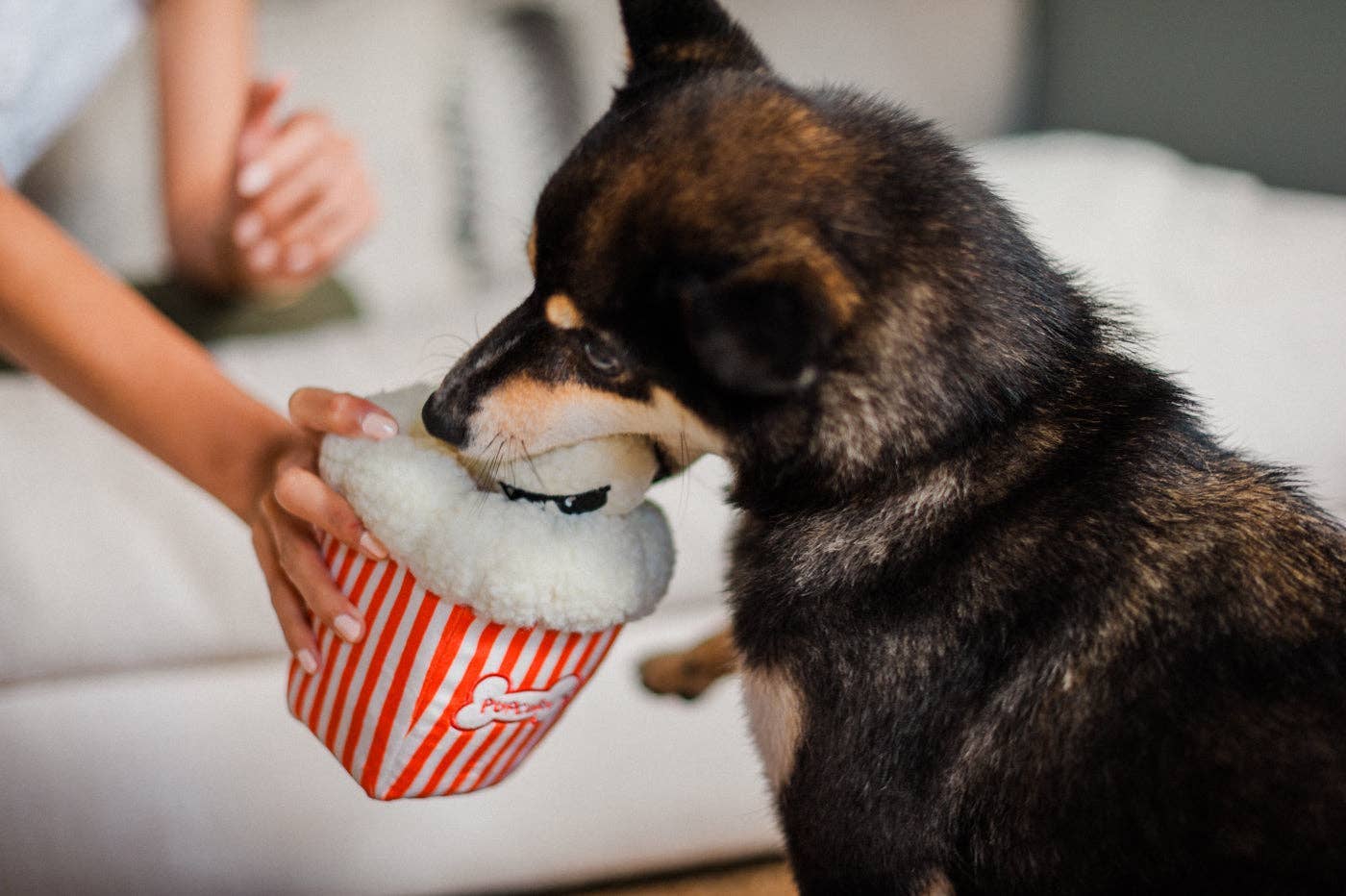 P.L.A.Y Hollywoof Cinema Poppin' Pupcorn