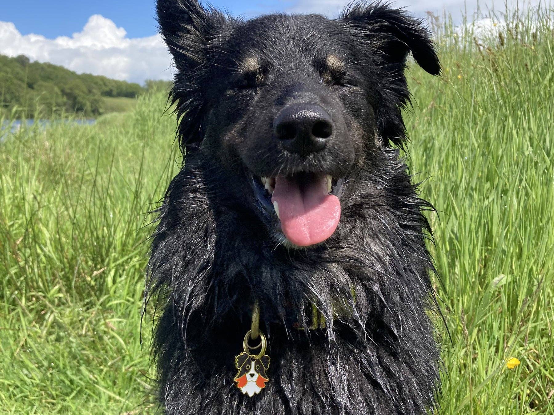 Collie/Shepherd dog tag