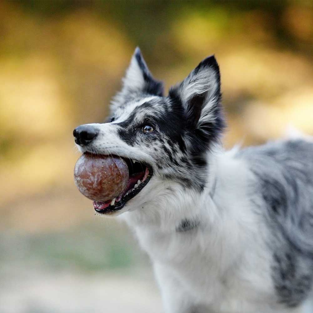 Rub Strong Ball Dog Toy - L