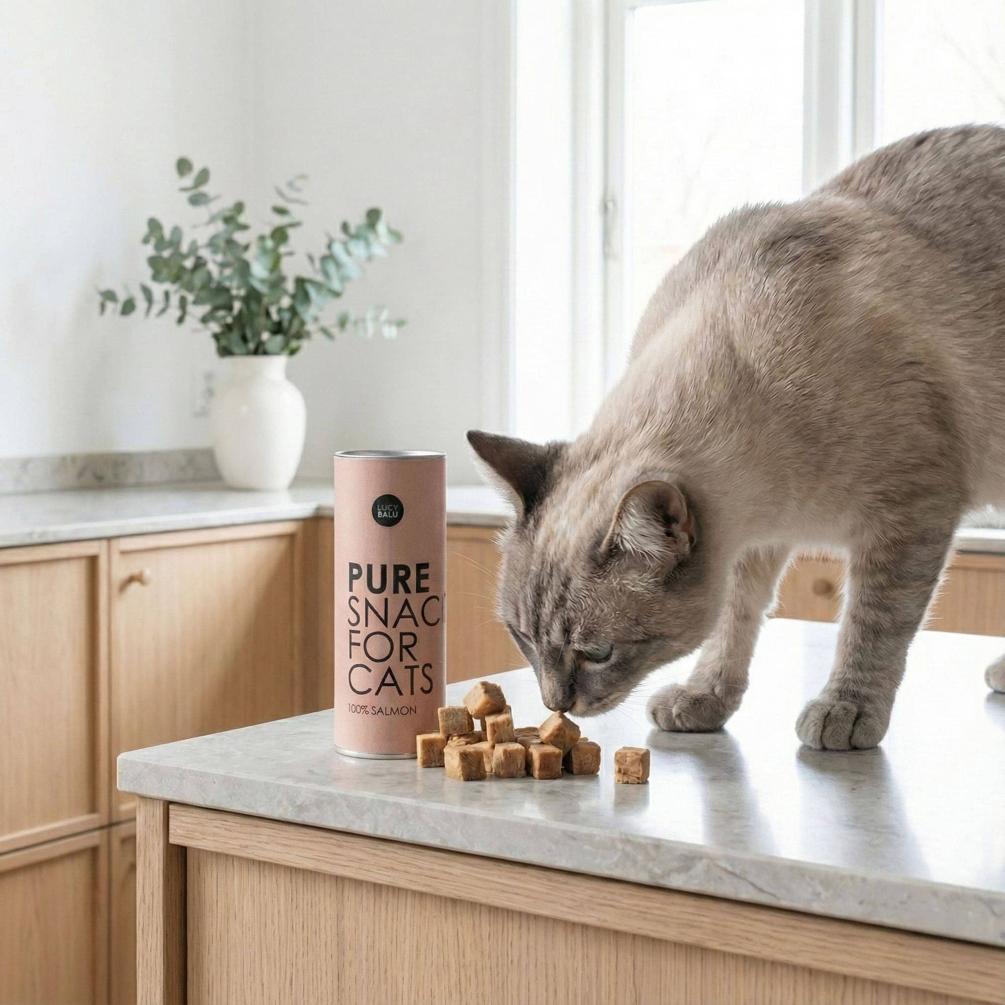 PURE cat snacks salmon freeze-dried