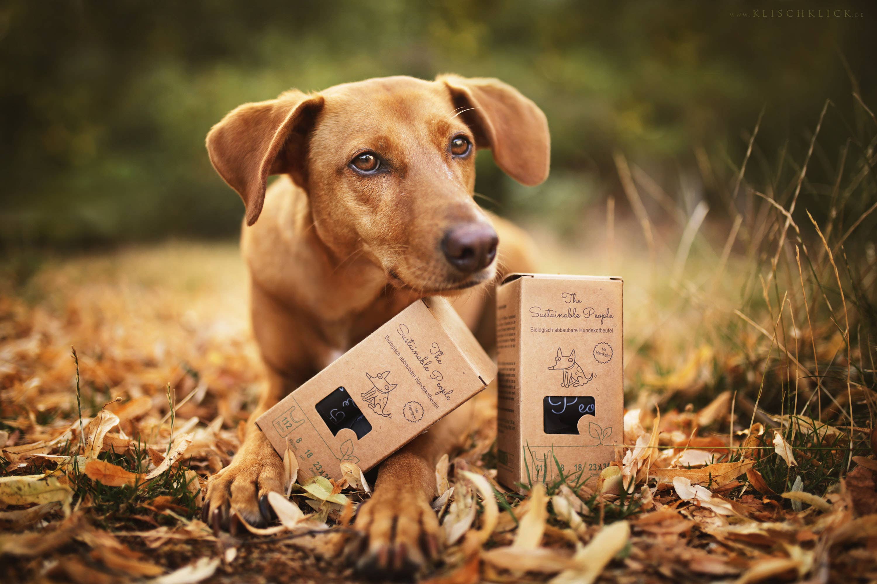Biodegradable Dog Waste Bags x 8 (with handles)
