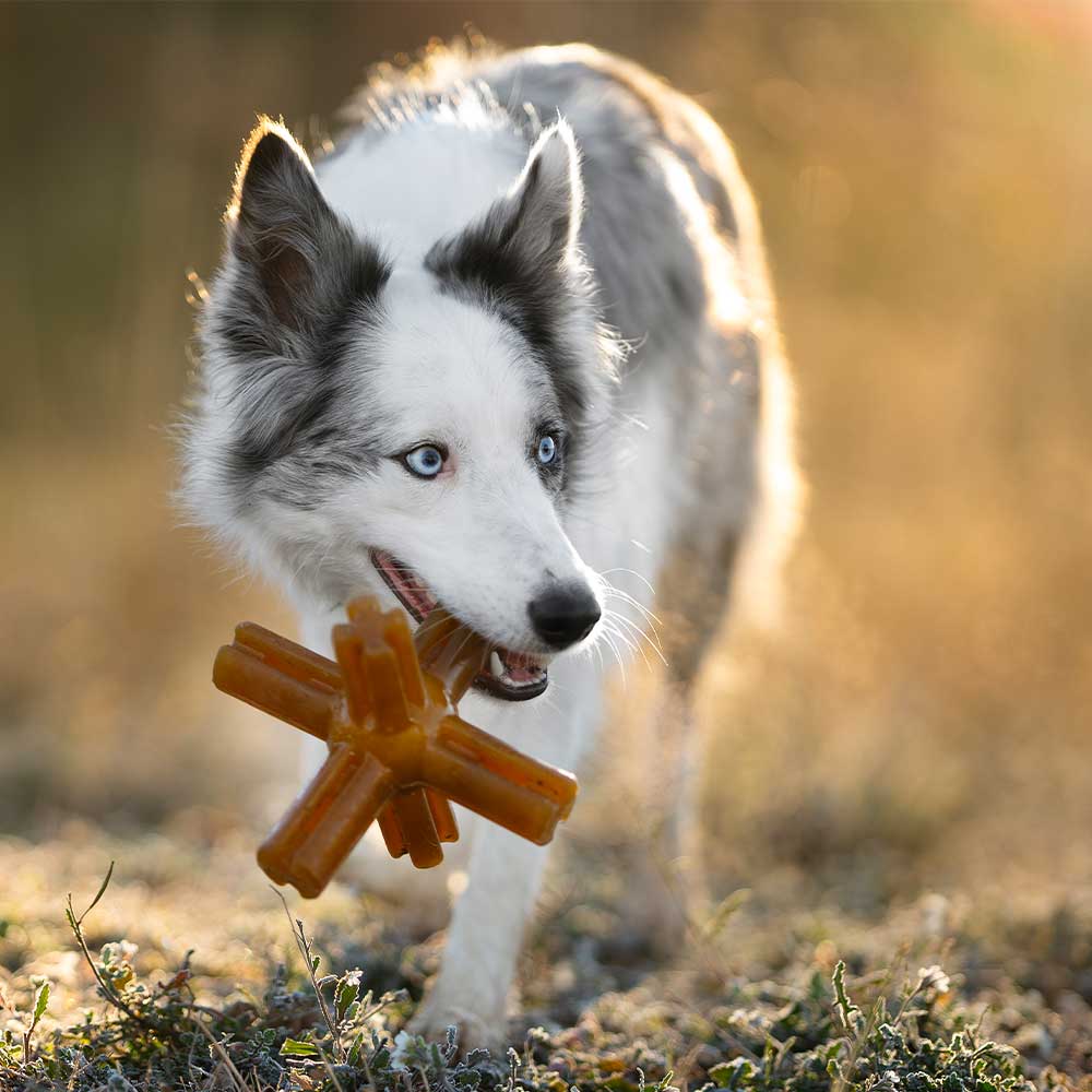 Natural Rubber Star Dog Toy