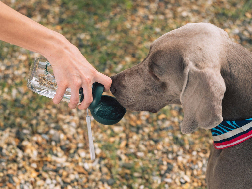 Dog water bottle