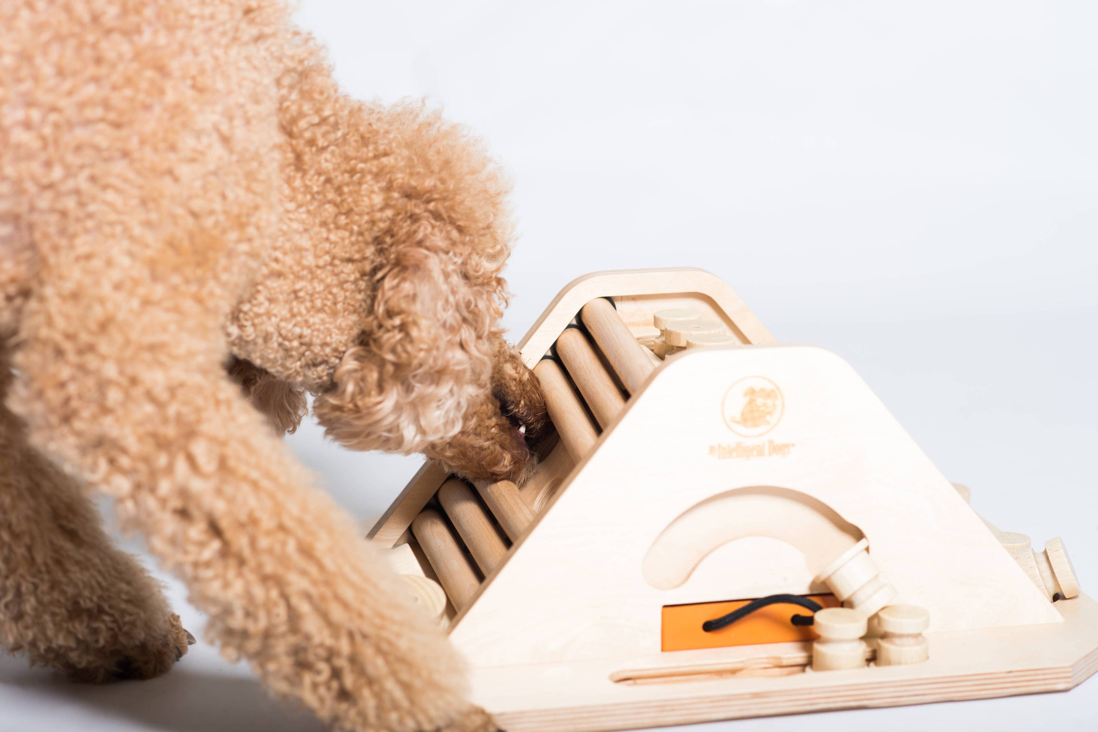 Pyramid - challenging and stimulating dog game