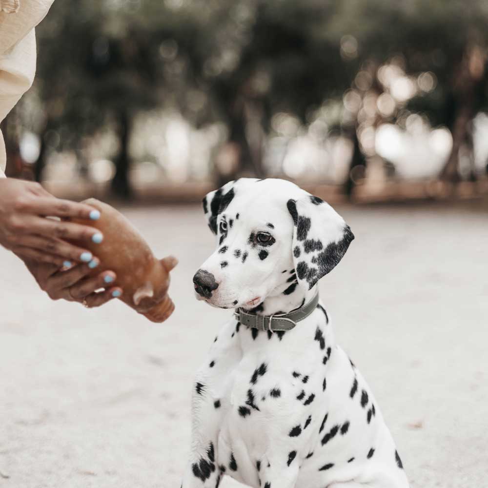 Natural Rubber Piggy Bank Dog Toy - L