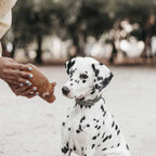 Natural Rubber Piggy Bank Dog Toy - L