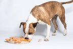 Carousel of Bones - intelligent dog game