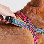 Norwegian Harness Softer-Walk Farm Rio Selva