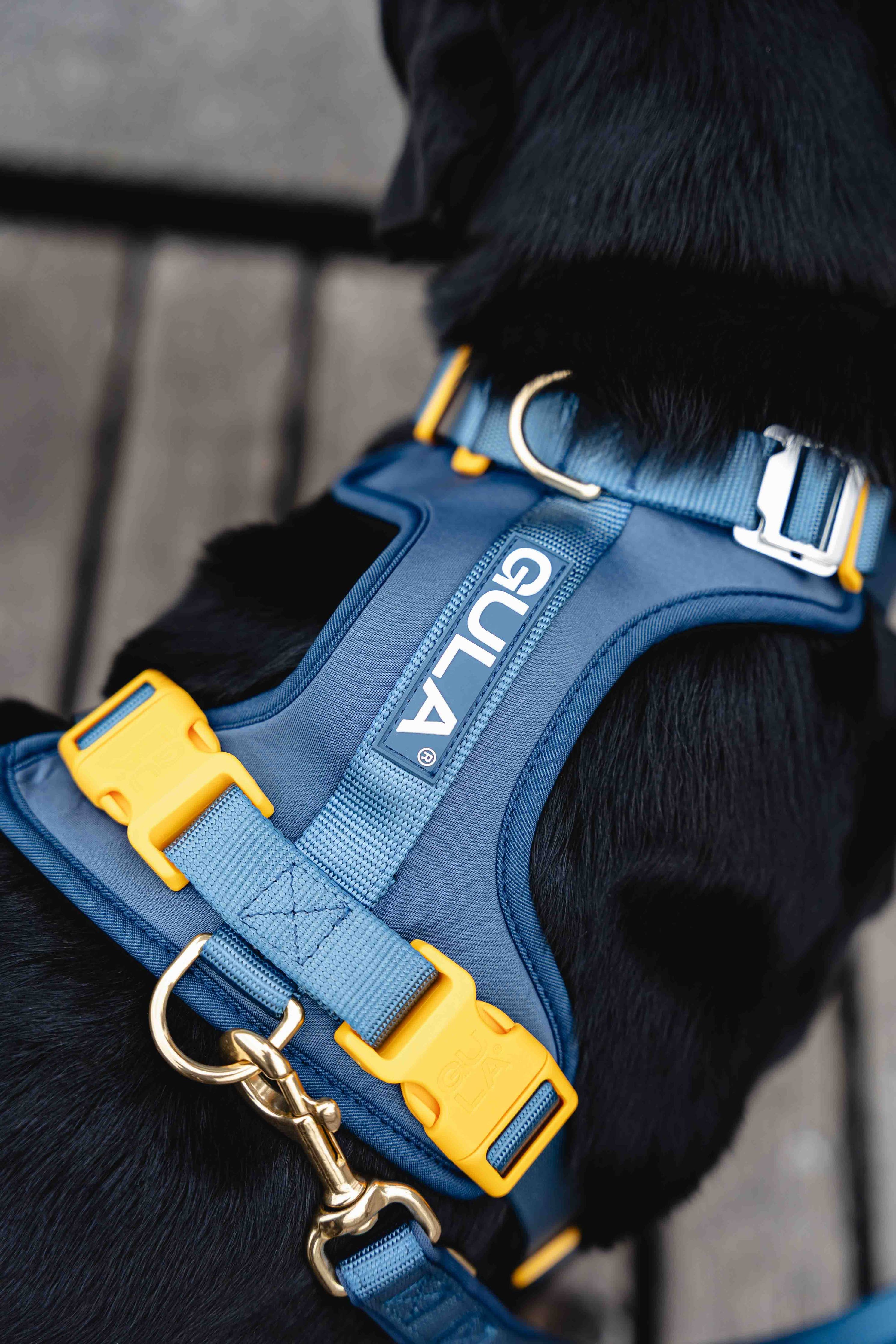 Dog Harness NEW - Bleu & Yellow