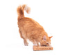 SUDOKU Small Advanced - dog and cat sudoku puzzle