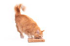 SUDOKU Small Advanced - dog and cat sudoku puzzle