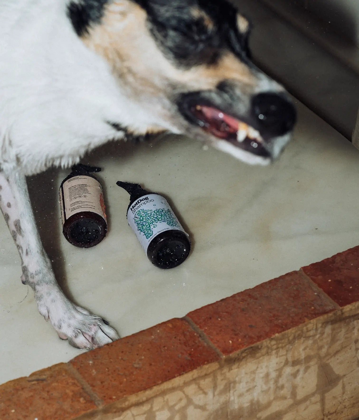 Vegan dog shampoo