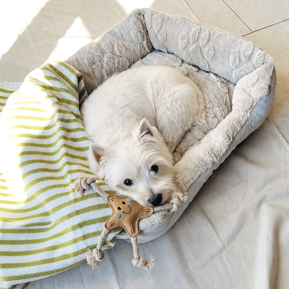 Stellina Summer Edition for small dogs ⭐