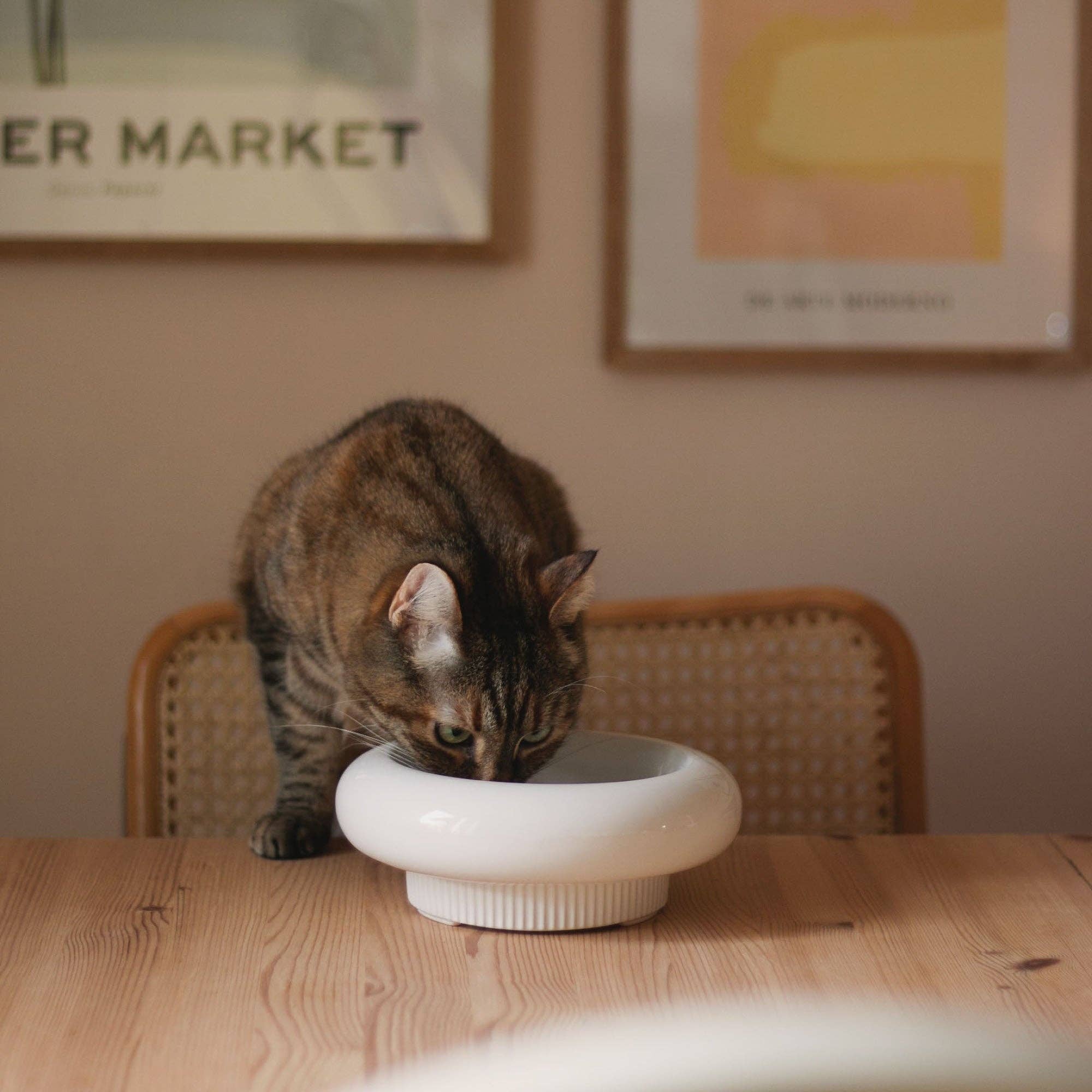 MYCO cat bowl