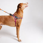 Norwegian Harness Softer-Walk Farm Rio Selva