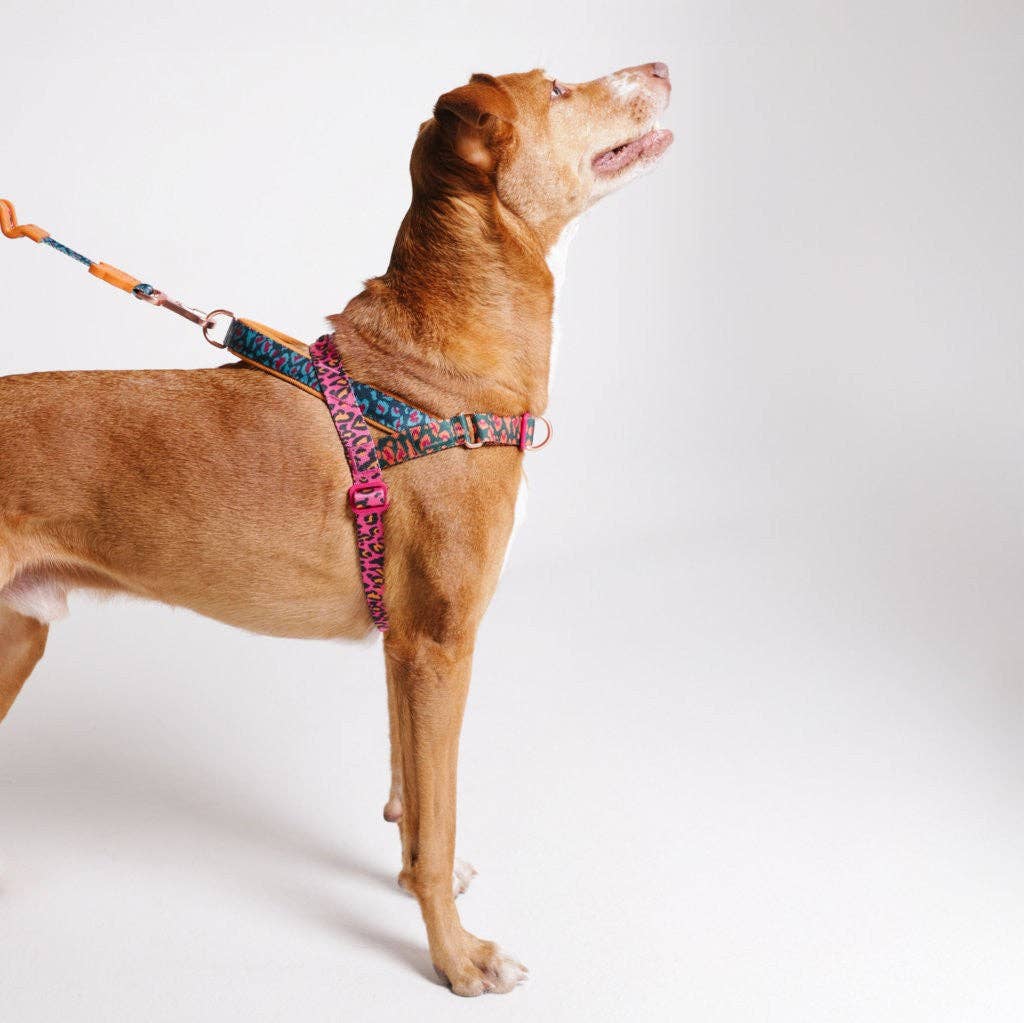 Norwegian Harness Softer-Walk Farm Rio Selva