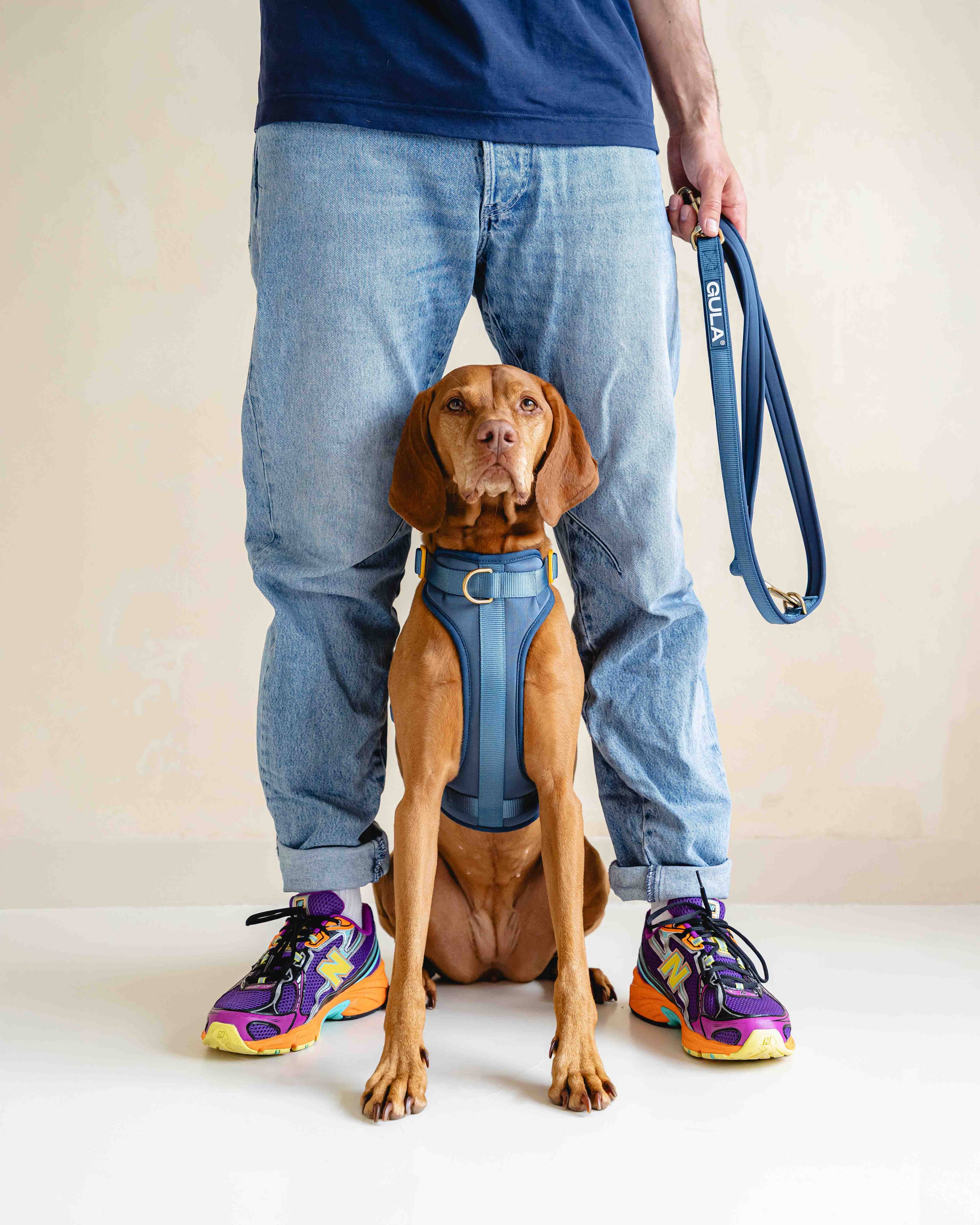 Dog Harness NEW - Bleu & Yellow