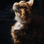WILLY cat collar with name capsule