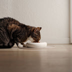 DROP cat bowl