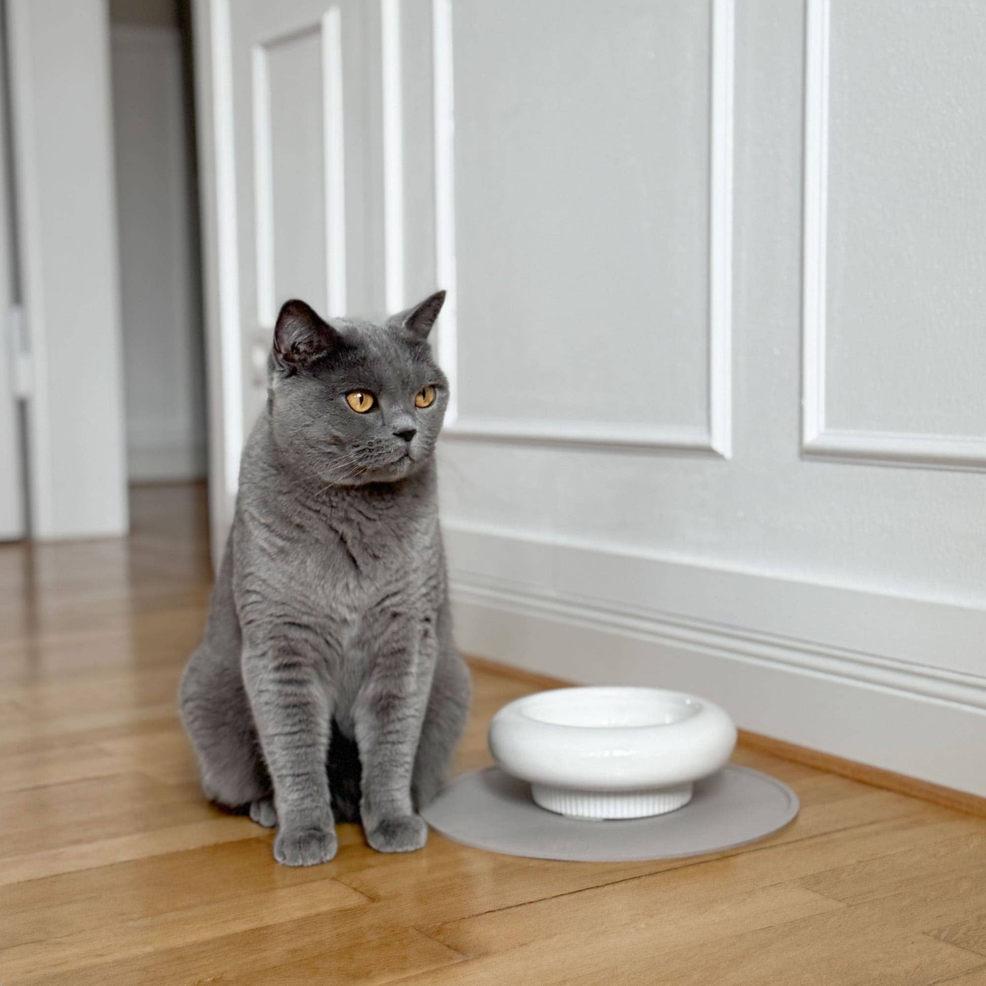 MYCO cat bowl