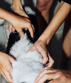 Vegan conditioner for dog