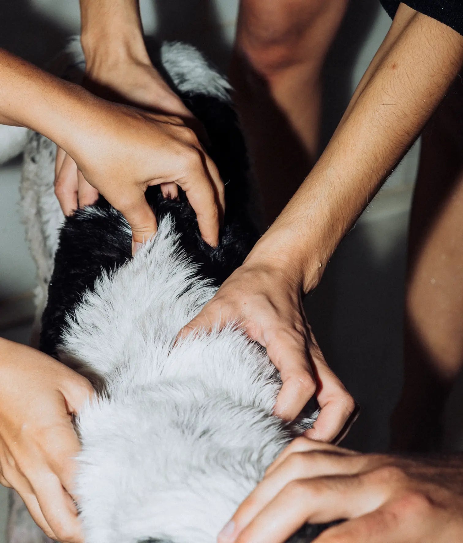 Vegan conditioner for dog