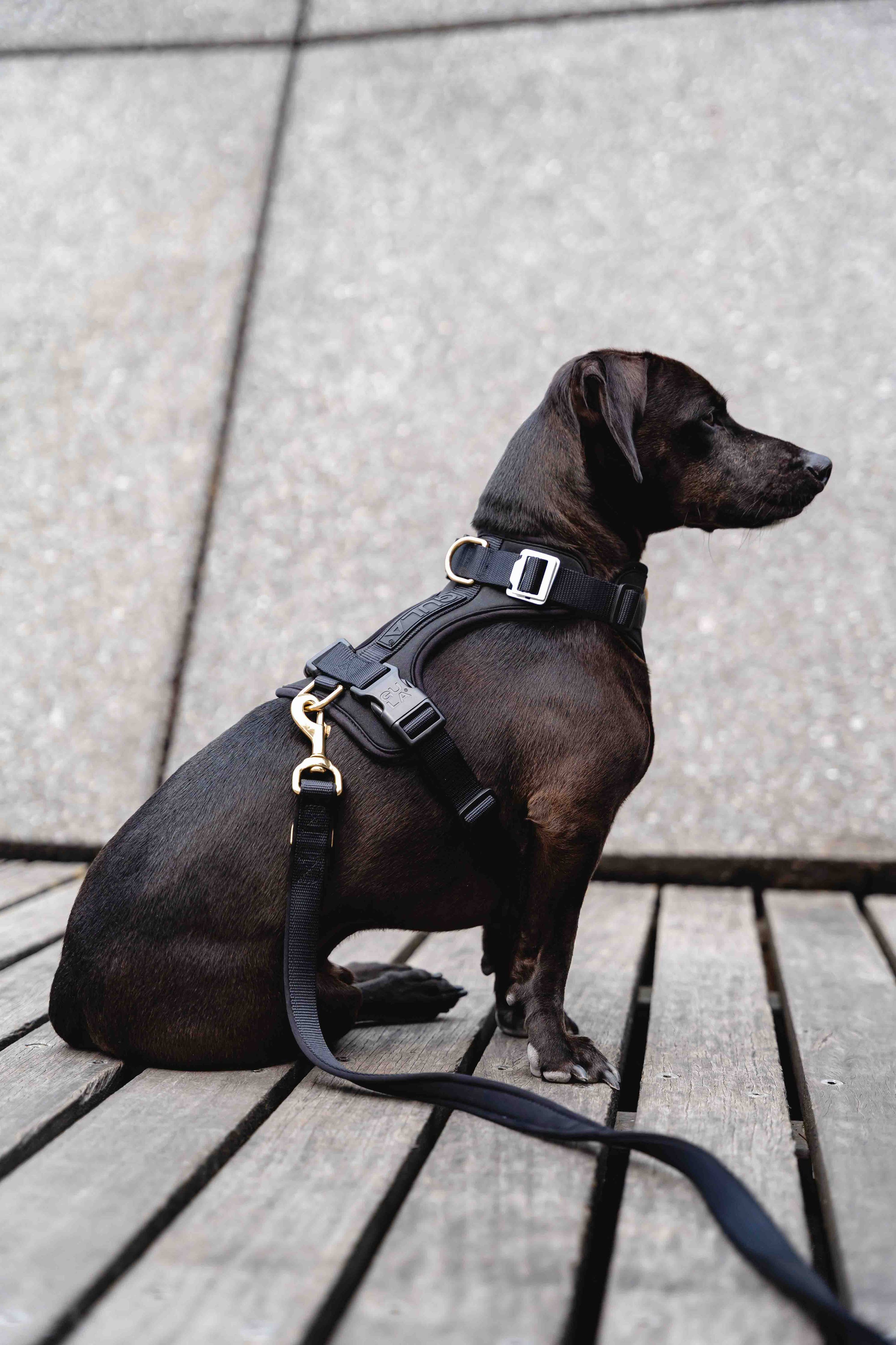 Dog Harness NEW - All Black
