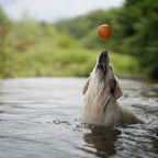 Rubber Ball Dog Toy - S/M/L
