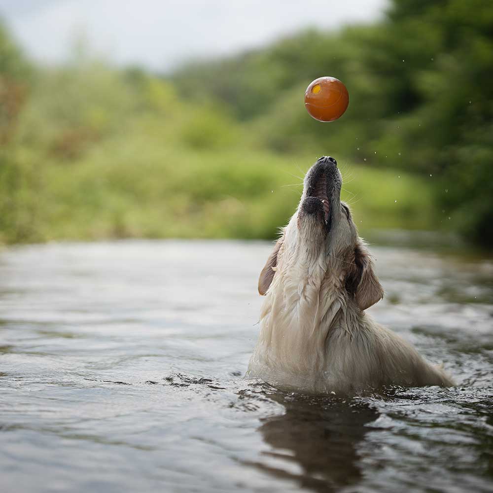 Rubber Ball Dog Toy - S/M/L