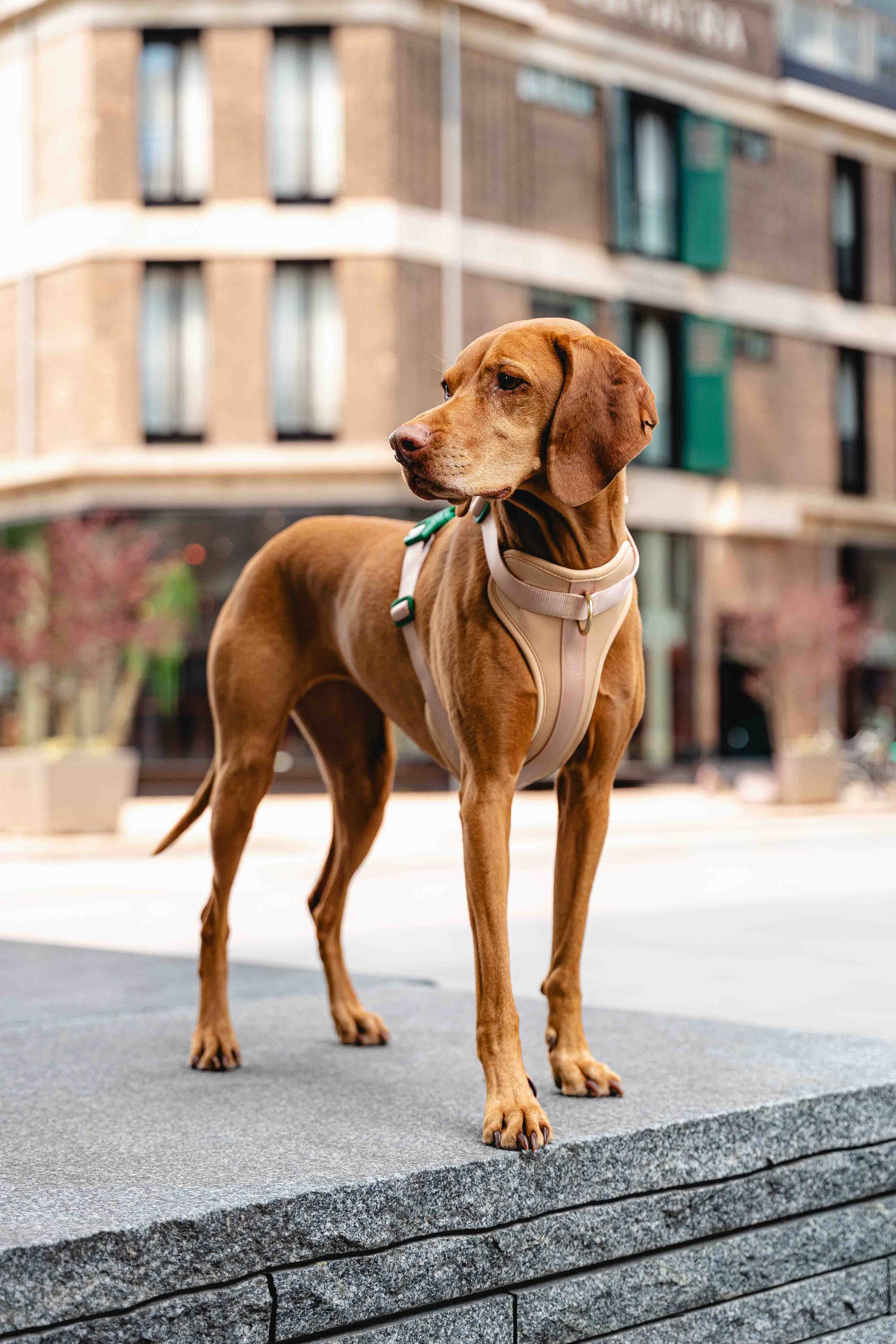 Dog Harness NEW - Beige & Green