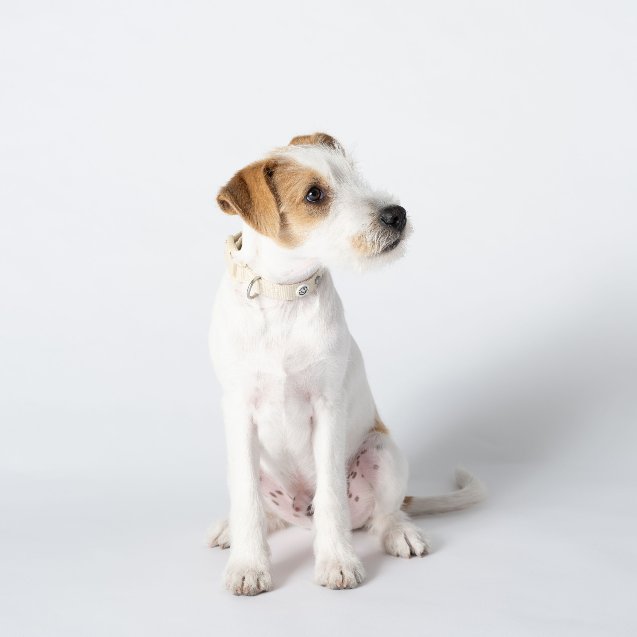 Dog Collar Sand Recycled Material
