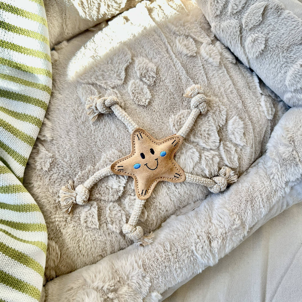 Stellina Summer Edition for small dogs ⭐