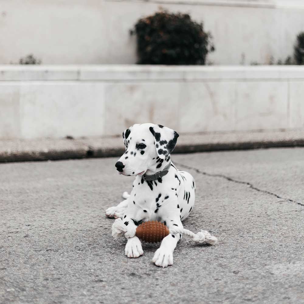 Natural Rubber Rugby Spike & Rope Dog Toy - M