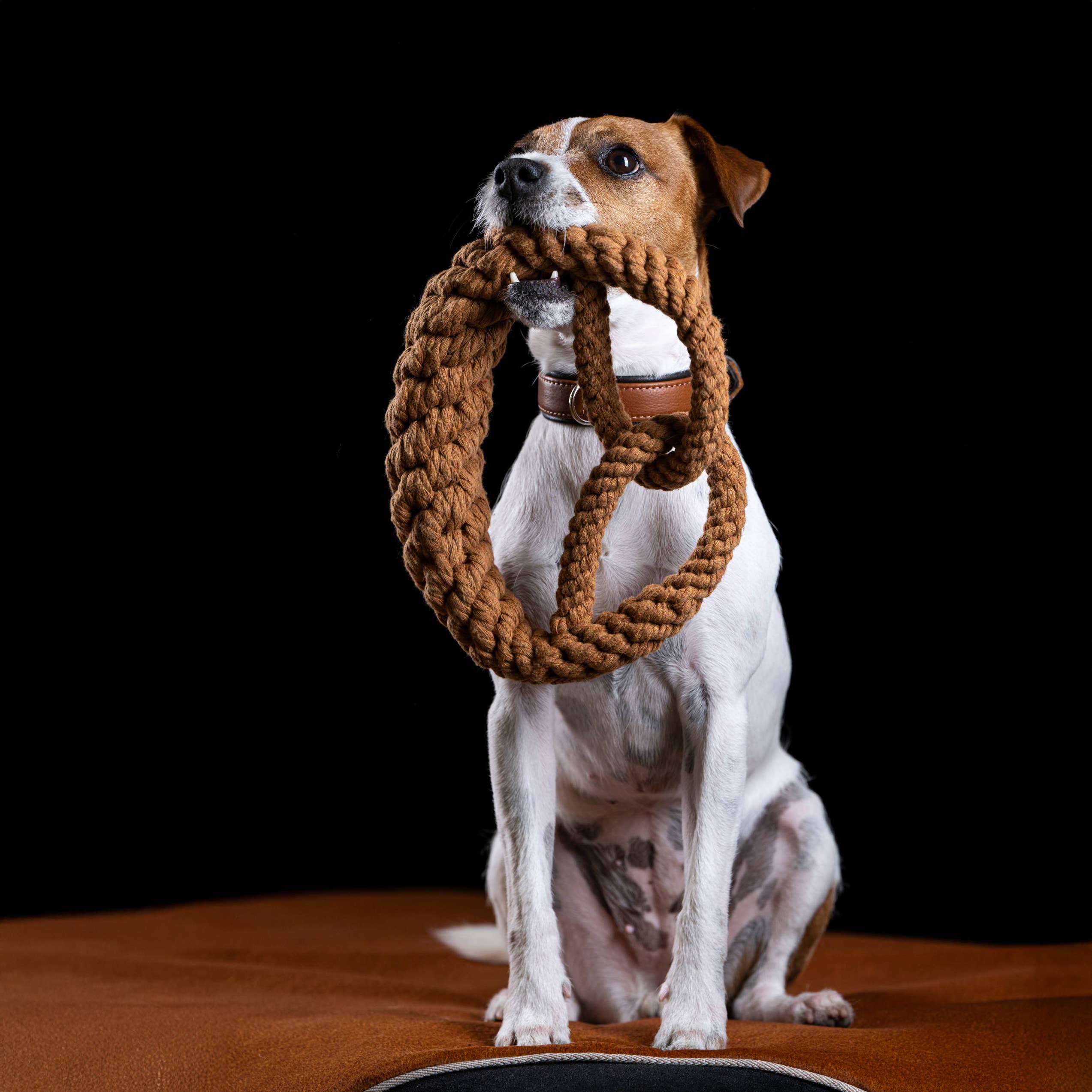 Britta Pretzel rope toy